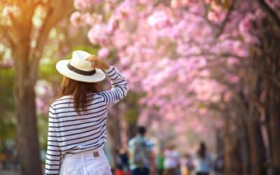 Baumblütenfest Werder 2025